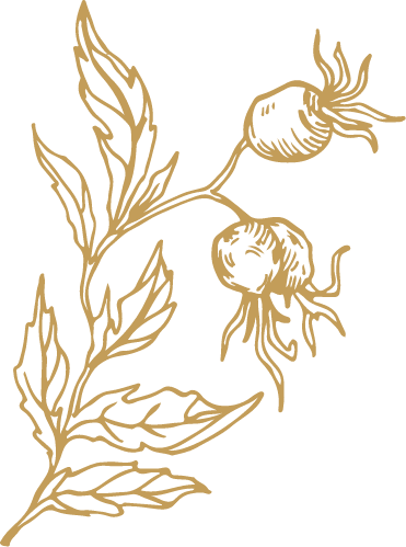 Plant Spirituelle Begleitung und Lebensberatung mit Claudine in Haigerloch